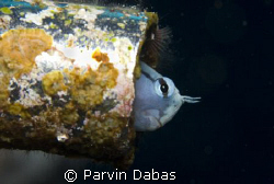 blenny hanging out in a pipe... by Parvin Dabas 